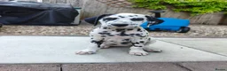 Dalmatian dogs for sale: 1 boy , 2 girls left  - Advert 18