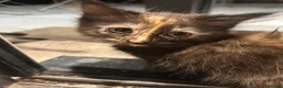 Siamese cats for sale: Siamese x maincoon - Advert 4