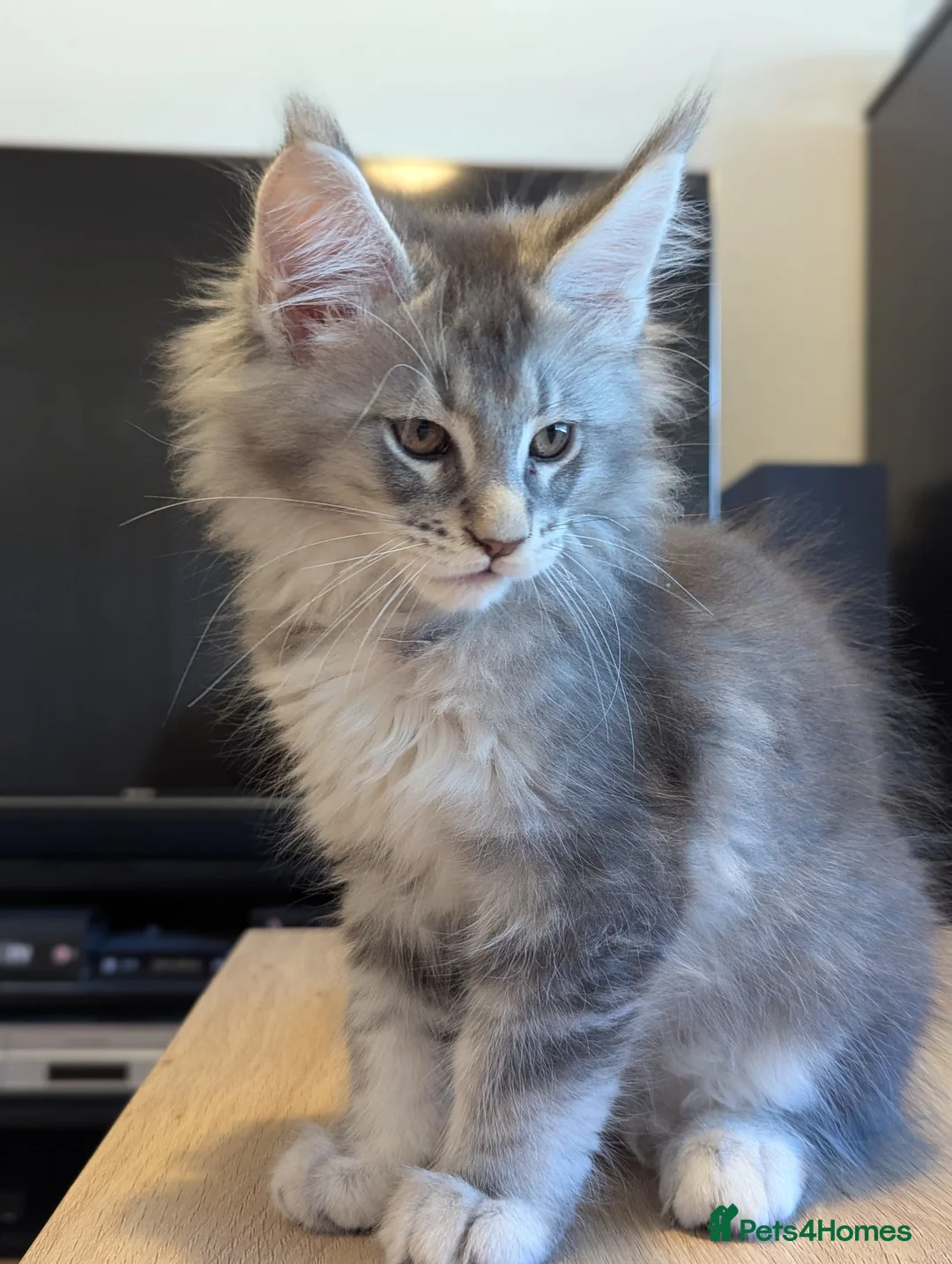 Maine Coon cats for sale: 🏅GCCF🏅 pure maine coon kittens  - Advert 9