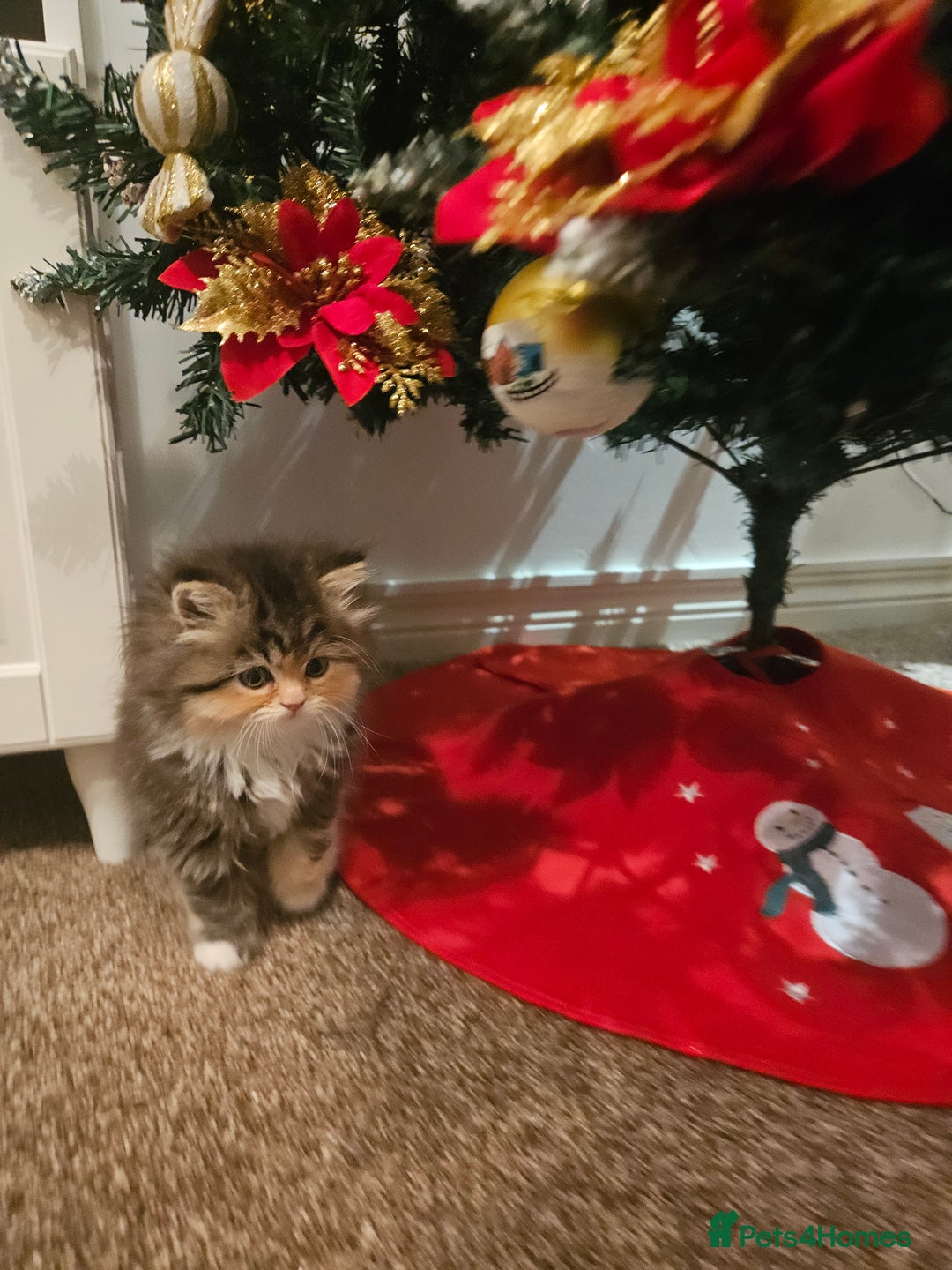 Persian cats for sale: Rare and Stunning Persian Girl  - Advert 17