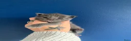 Maine Coon cats for sale: AMAZING TICA REGISTERED KITTENS - Advert 8