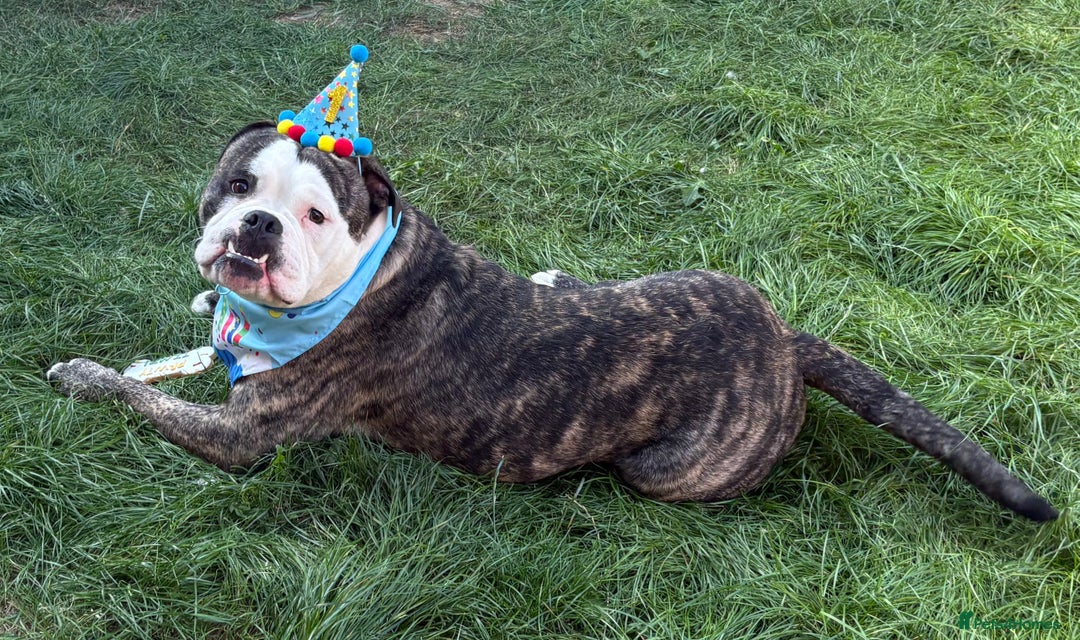 Old Tyme Bulldog dogs for sale: old tyme bulldog looking for a loving home - Advert 5