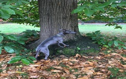 Whippet dogs for stud: Proven KC registered Whippet for Stud in London - Image 2