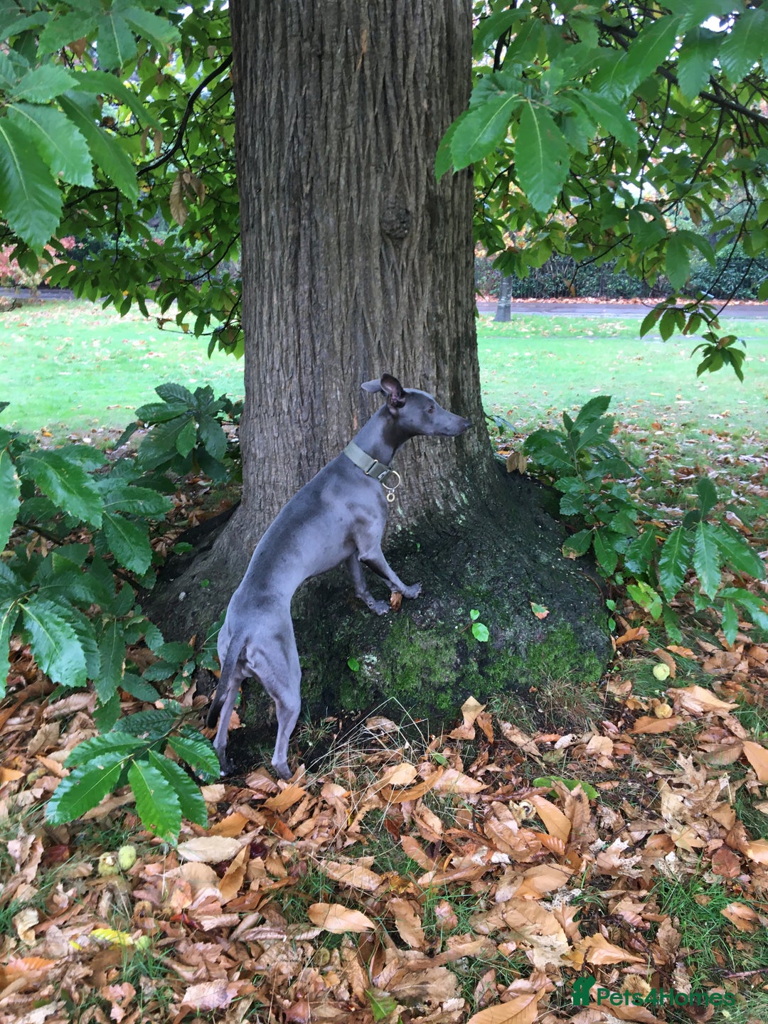 Whippet dogs for stud: Proven KC registered Whippet for Stud in London - Image 2