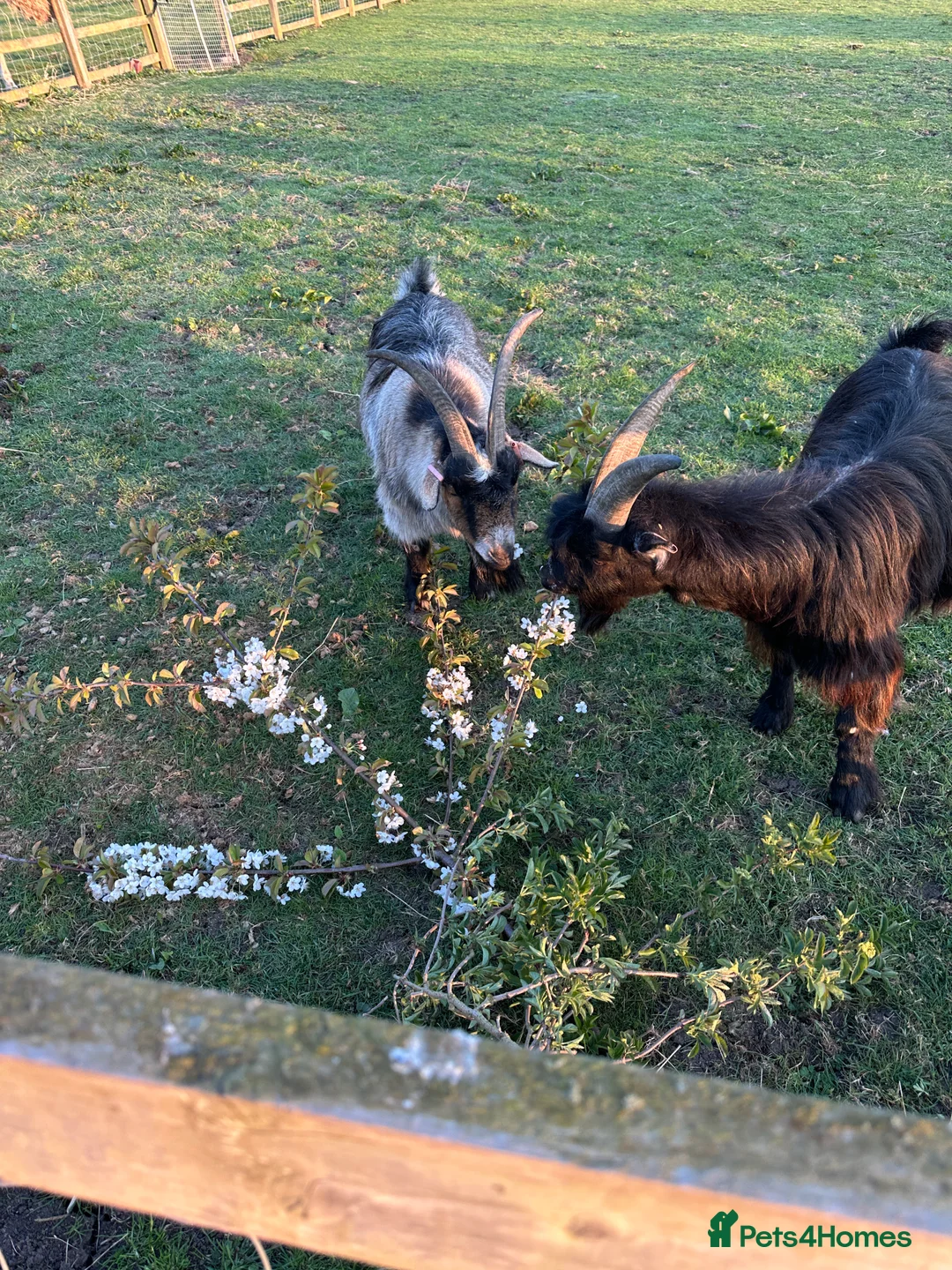 Goats livestock for sale: TWO GREAT PYGMY GOAT WETHERS  - Advert 5