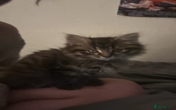 Mixed Breed cats for sale: female kitten, 10 weeks - Image 4