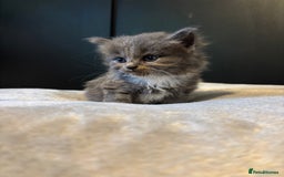 Mixed Breed cats for sale: Beautiful grey and white kittens.  - Image 6