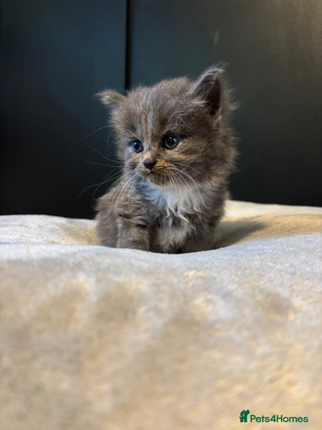 Mixed Breed cats for sale: Beautiful grey and white kittens.  - Image 6