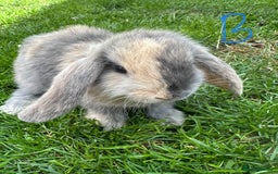 Mini Lop rabbits for sale: Mini Lop Rabbits For Sale  - Image 3