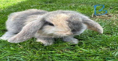 Mini Lop rabbits - Advert 1