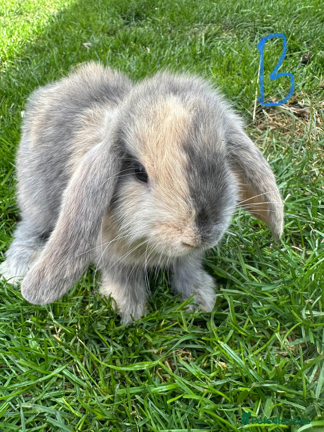 Mini Lop rabbits for sale: Mini Lop Rabbits For Sale  - Image 3