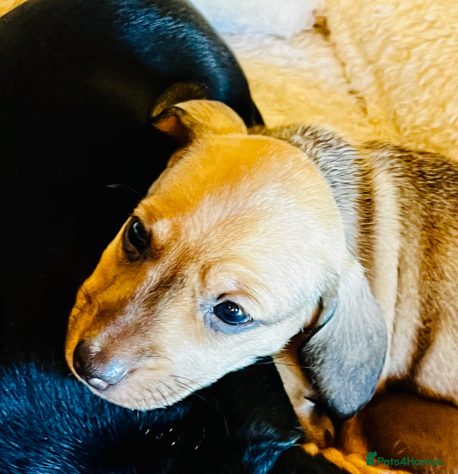 Dachshund dogs Miniature dachshunds - Advert 18