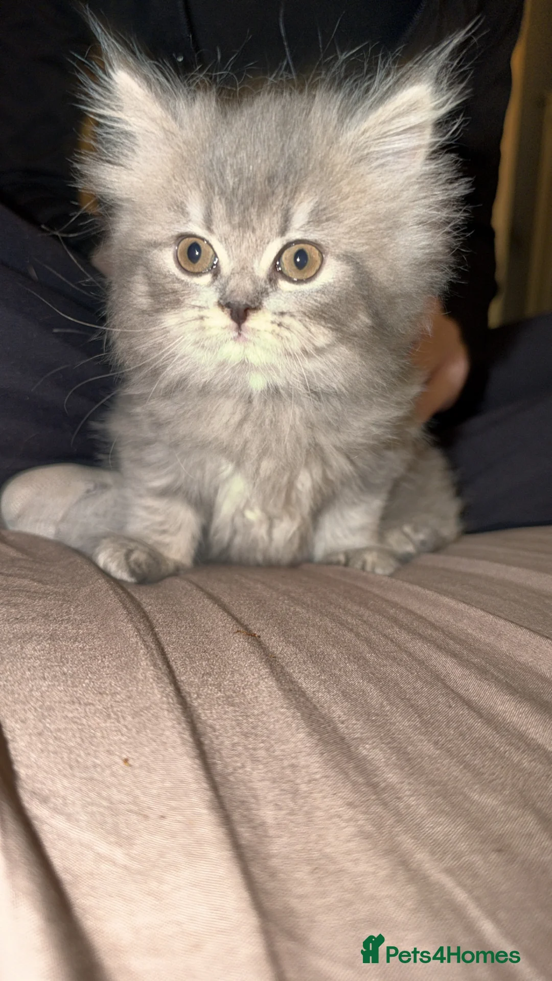 Persian cats for sale: 2 Persian kittens  - Advert 9