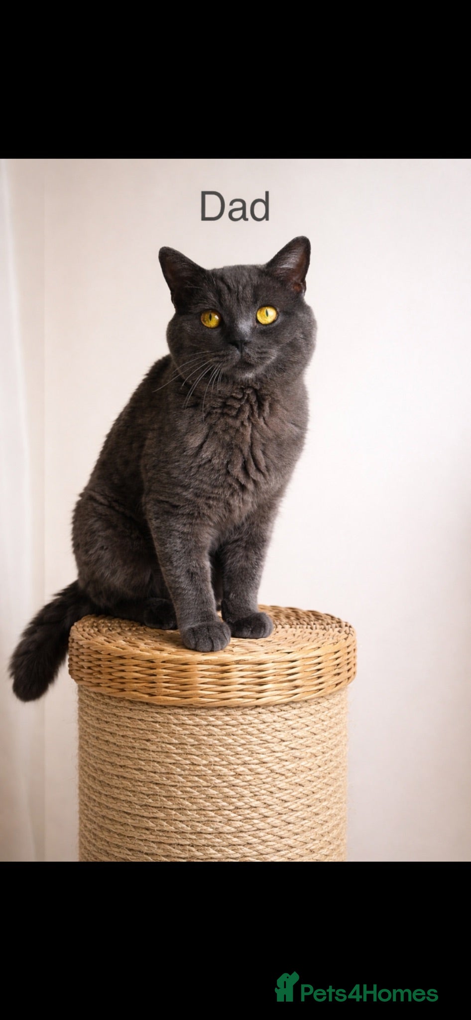British Shorthair cats 🏆 CHAMPION BLOODLINE.🏆BLUE BRITISH SHORTHAIR !!! - Advert 2