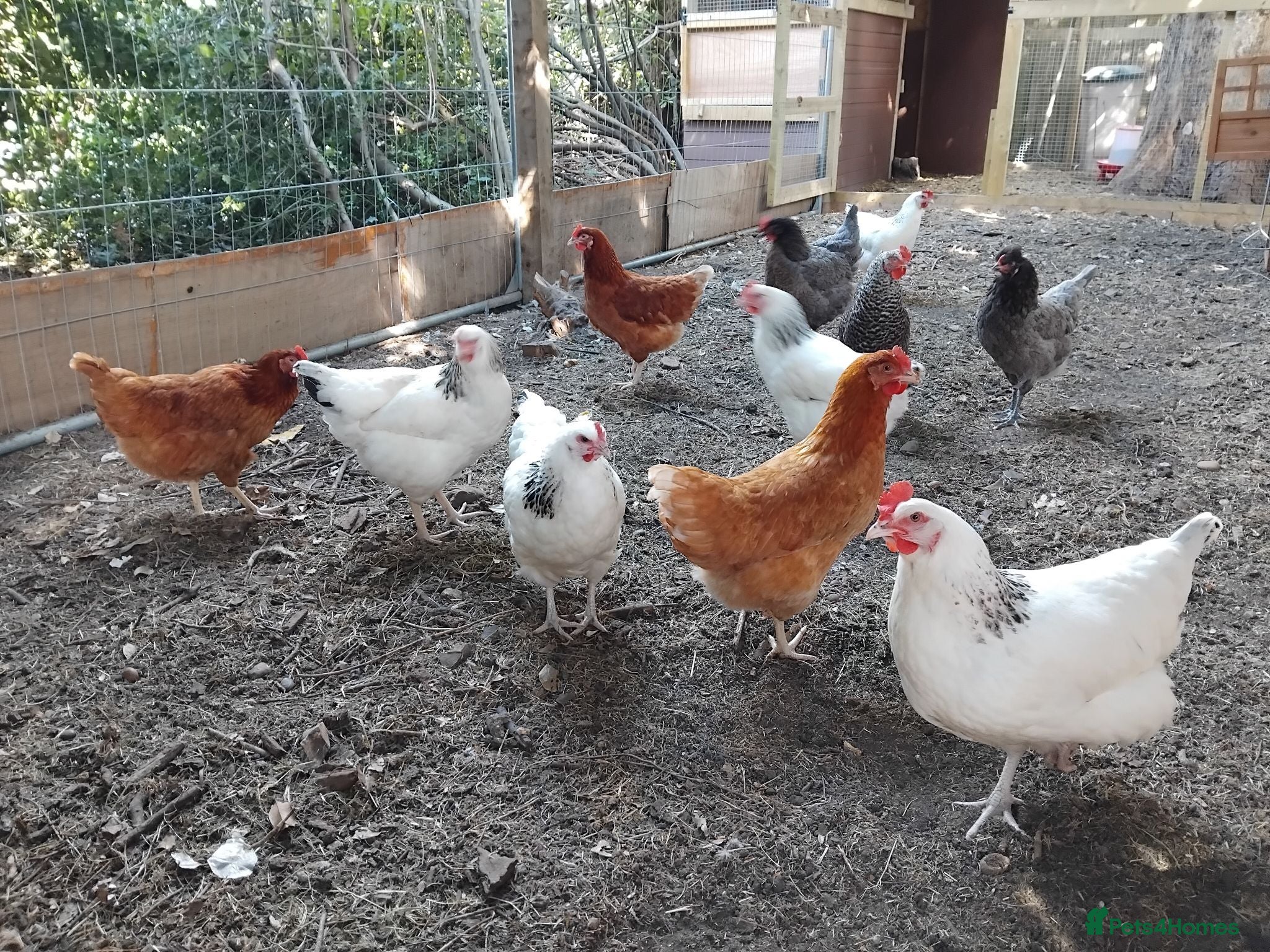 Chickens poultry Hybrid Laying Chickens for sale - Advert 10