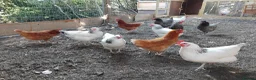 Chickens poultry for sale: Hybrid Laying Chickens for sale - Advert 1