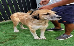 Mixed Breed dogs for adoption: 🐾💖 Tina, a Golden Girl with a Heart of Gold 💖🐾 - Image 2