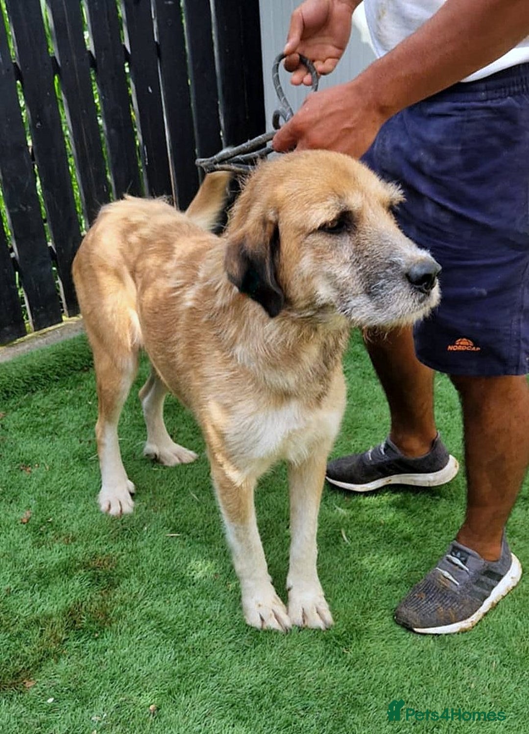Mixed Breed dogs for adoption: 🐾💖 Tina, a Golden Girl with a Heart of Gold 💖🐾 - Image 2