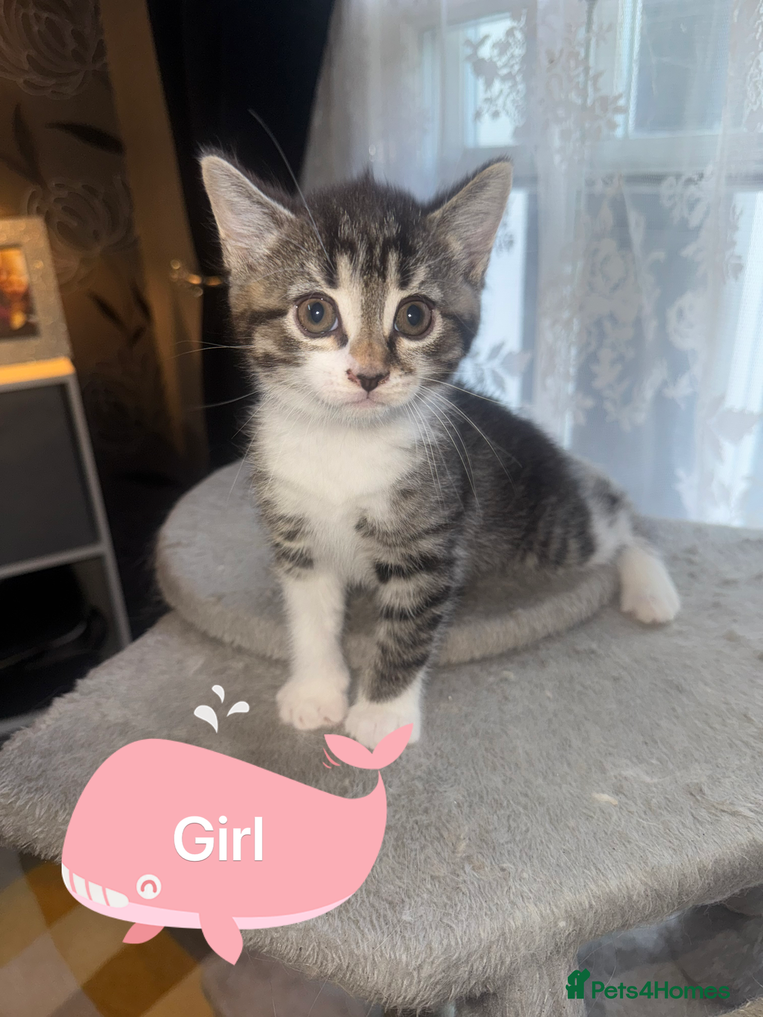 Mixed Breed cats for sale: 6 beautiful chunky kittens  - Advert 6