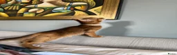 Abyssinian cats for sale: TICA reg one gorgeous Ruddy Aby boy left! - Advert 16