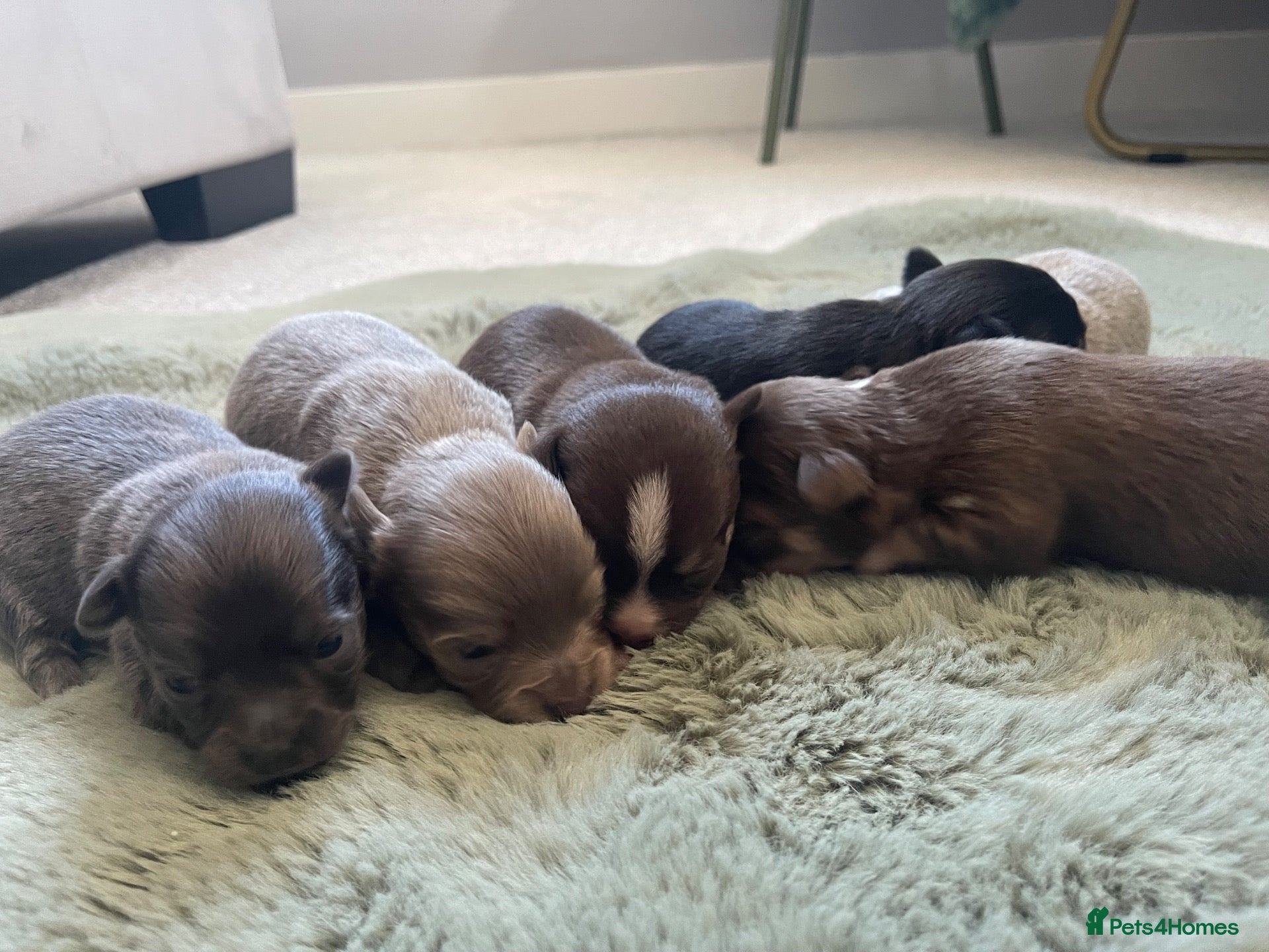 Chihuahua dogs Chihuahua puppies  - Advert 12