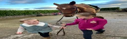 Irish Thoroughbred horses for sale: Fly 16.3hh Allrounder Gelding  in Shrewsbury - Advert 5