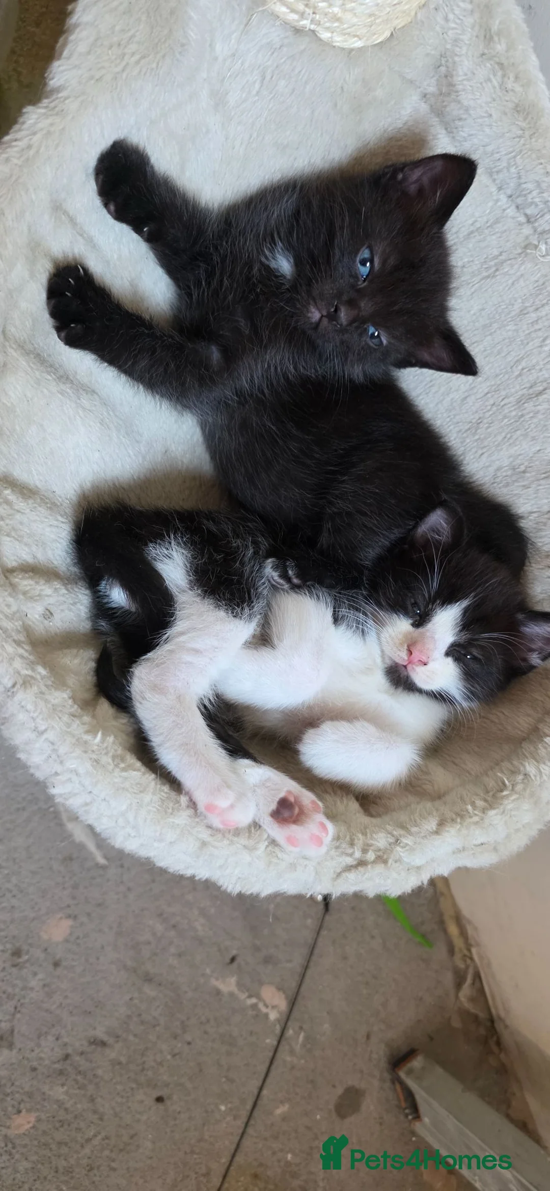 Mixed Breed cats for sale: Ragdoll mum kittens - Advert 4