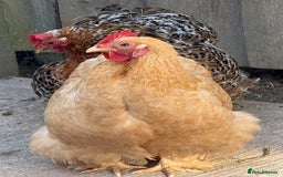 Chickens poultry for sale: 2 POL hens  - Image 2