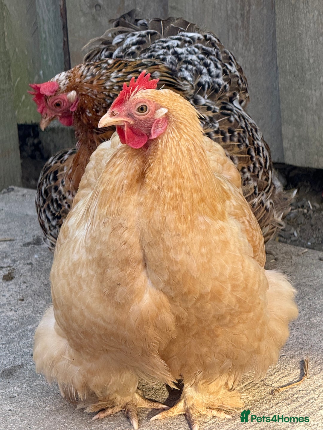 Chickens poultry for sale: 2 POL hens  - Image 2