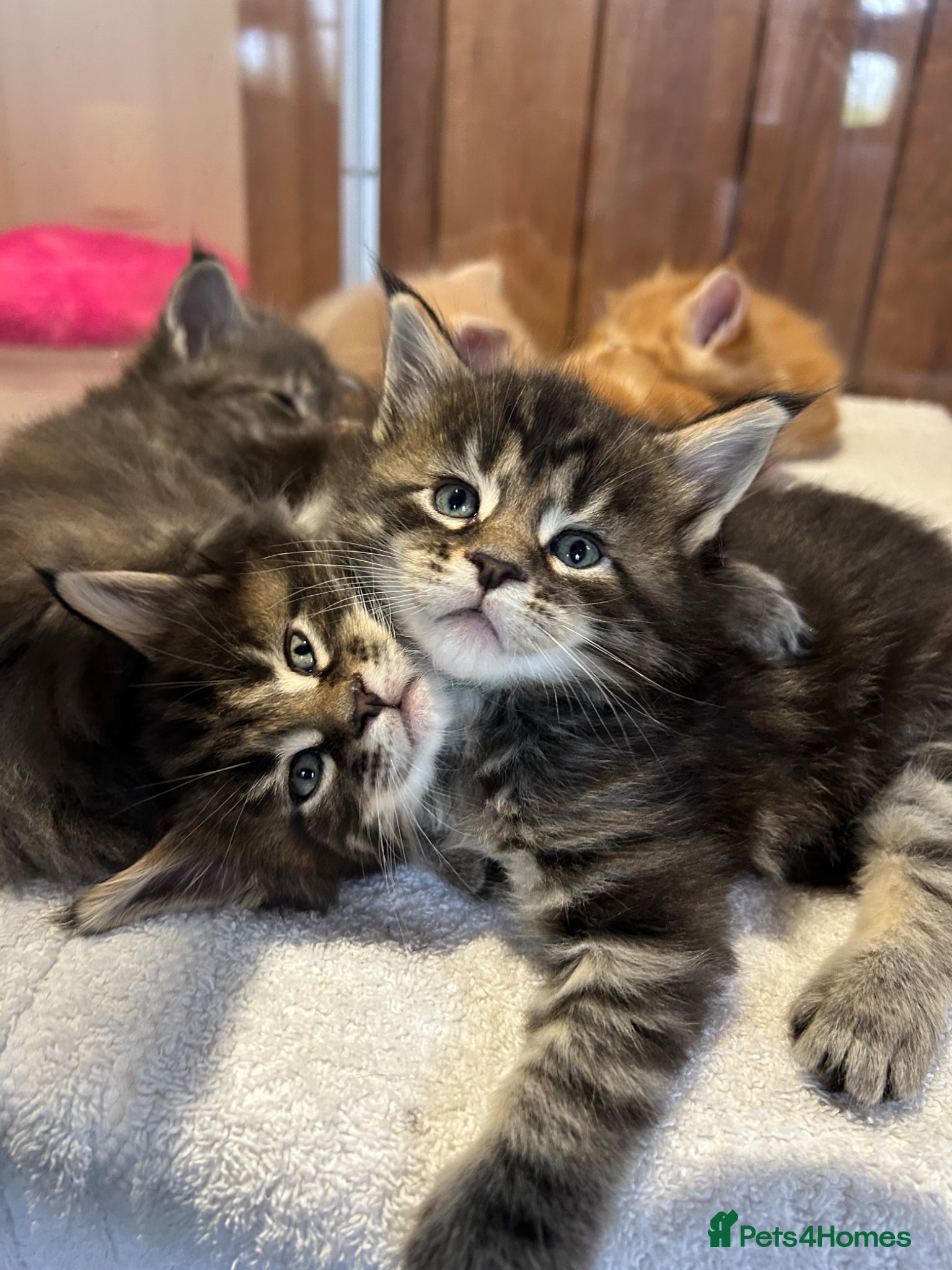 Maine Coon cats First kittens of GCCF Maine coon Champ for sale  - Advert 2