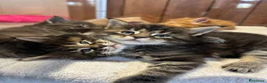 Maine Coon Kitten 2