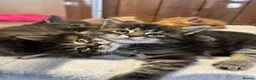 Maine Coon cats for sale: First kittens of GCCF Maine coon Champ for sale  - Advert 18