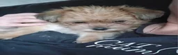 Yorkshire Terrier dogs for sale: Ready Now! Yorkshire Terrier Puppies 2 boys  - Advert 8