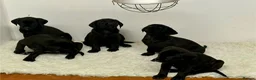Labrador Retriever dogs for sale: KC registered Lab pups in Richmond - Advert 4