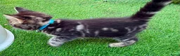 Bengal cats for sale: Bengal X Maine Coon Kittens - Advert 19