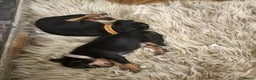 Miniature Pinscher dogs for sale: Miniature pinscher pups - Advert 20
