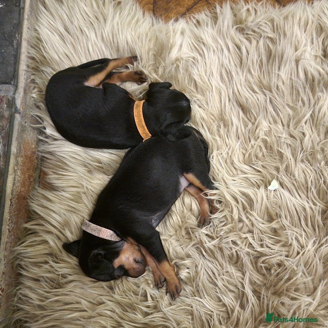 Miniature Pinscher dogs for sale: Miniature pinscher pups - Advert 20