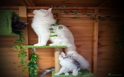 Maine Coon cats for sale: ANDERPRIDE HAVE KITTENS- INTEREST  OPEN  - Image 28