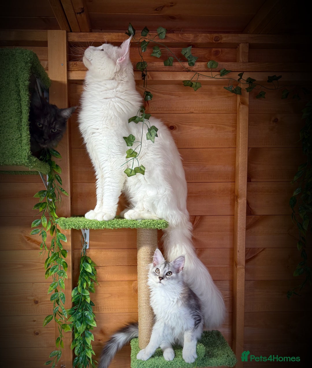 Maine Coon cats for sale: ANDERPRIDE HAVE KITTENS- INTEREST  OPEN  - Image 28