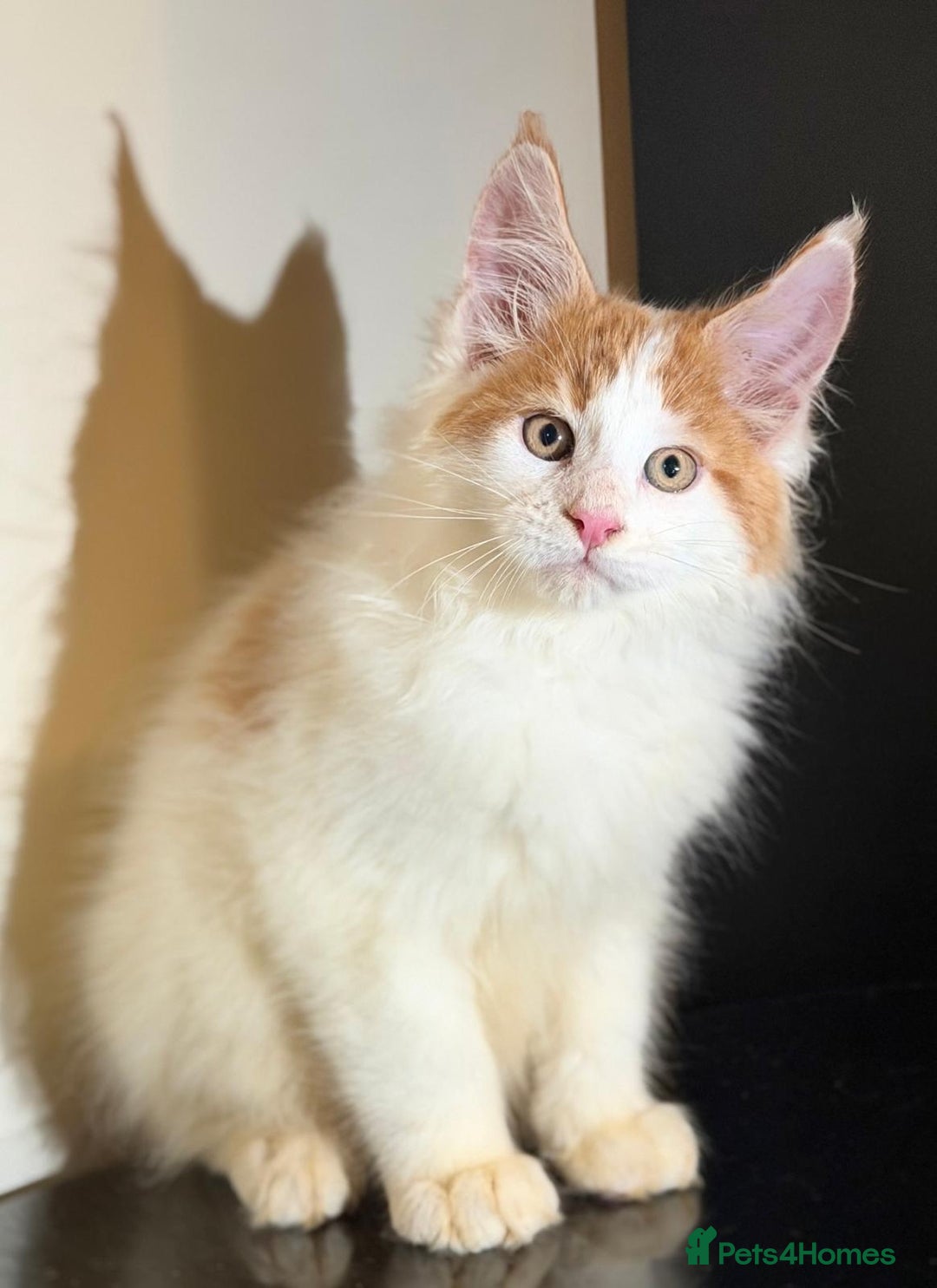 Maine Coon cats for sale: Purebred maine coon kittens - Advert 13