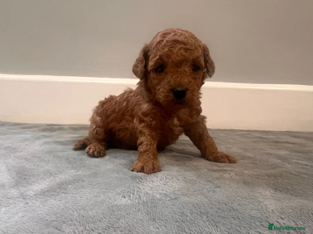 Mixed Breed dogs for sale: 🐩Asian Line Poodles-Fox Red, Apricot 🐩  - Advert 28