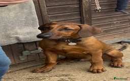 Mixed Breed dogs for sale: Rhodesian Ridgeback Cross Doberman - Image 2