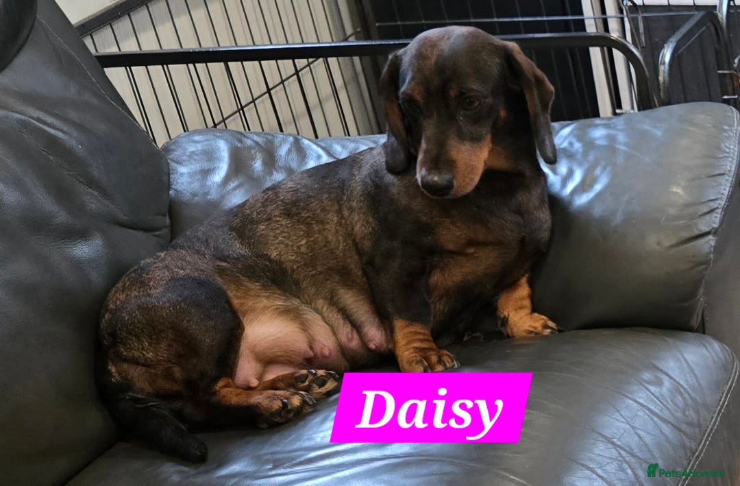 Dachshund dogs for sale: Beautiful Dapple Dachunds - Image 13