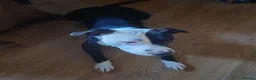 Mixed Breed dogs for sale: Zara needs a loving forever home! - Advert 9