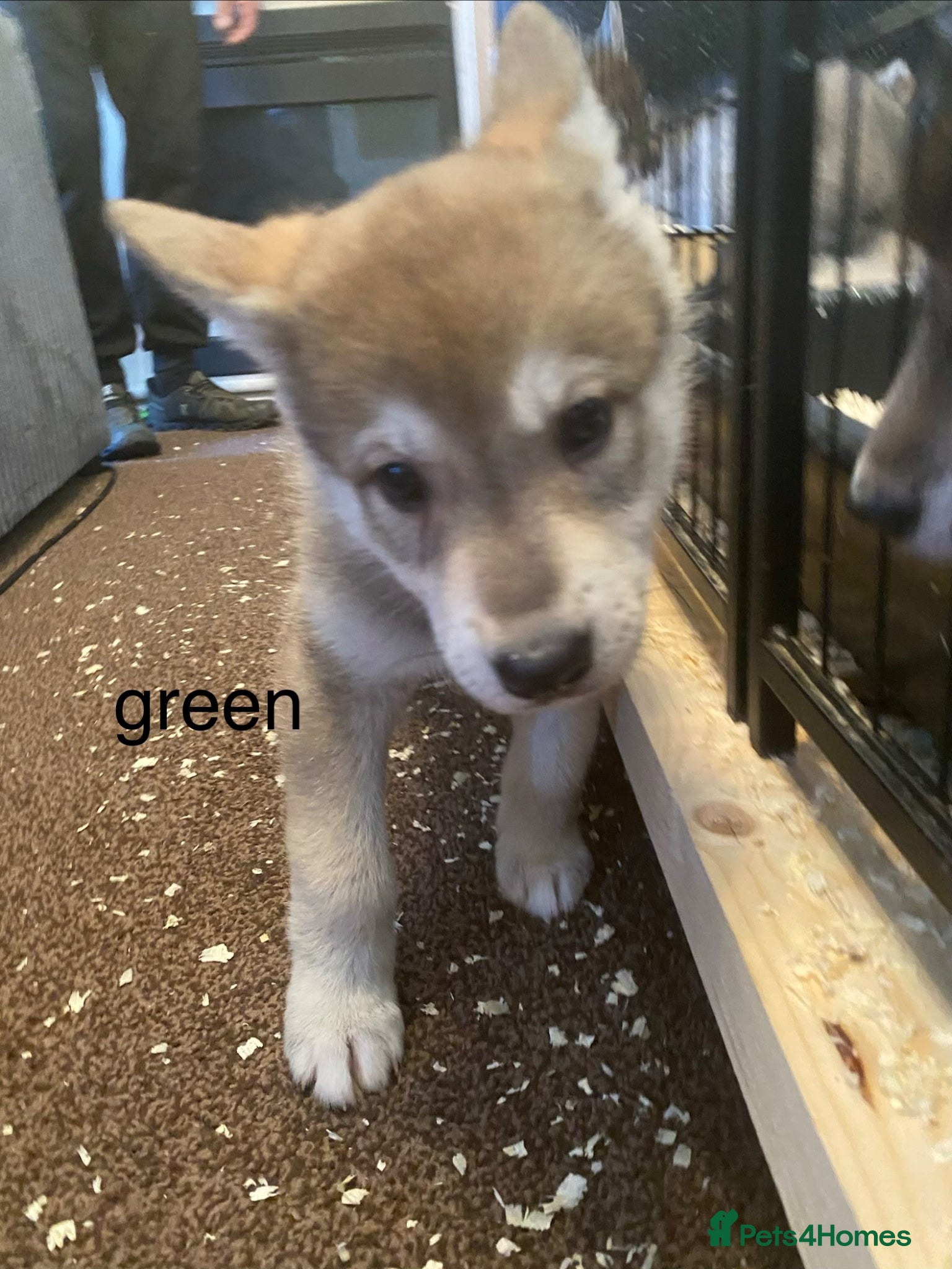 Mixed Breed dogs for sale: utanagan pups ready for their forever home - Advert 5