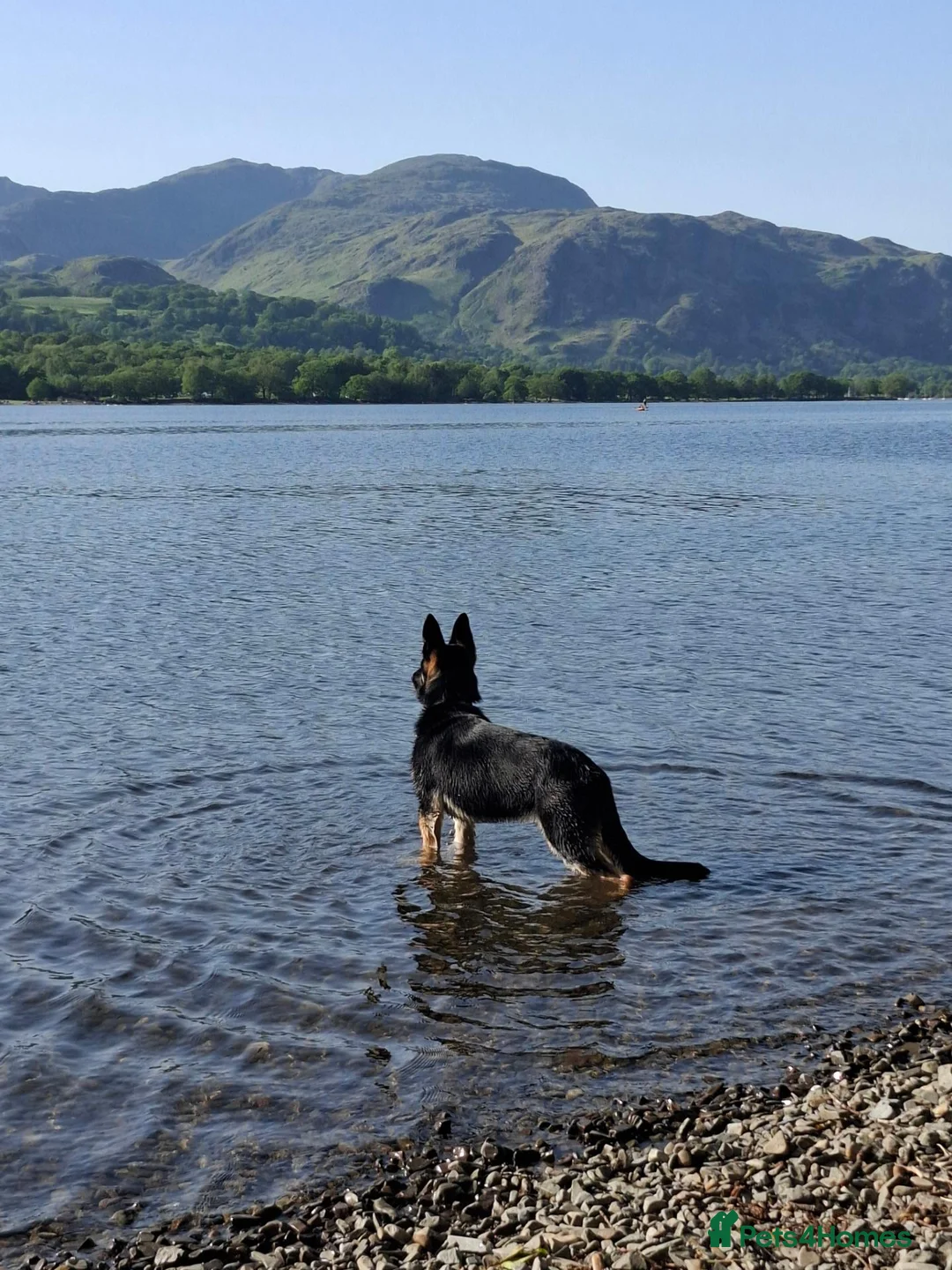 German Shepherd dogs for sale: Oakley 10 month old - Advert 5