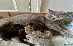 British Shorthair cats for sale: TICA Chunky Golden/Blue Golden BritishSH kittens  - Image 24