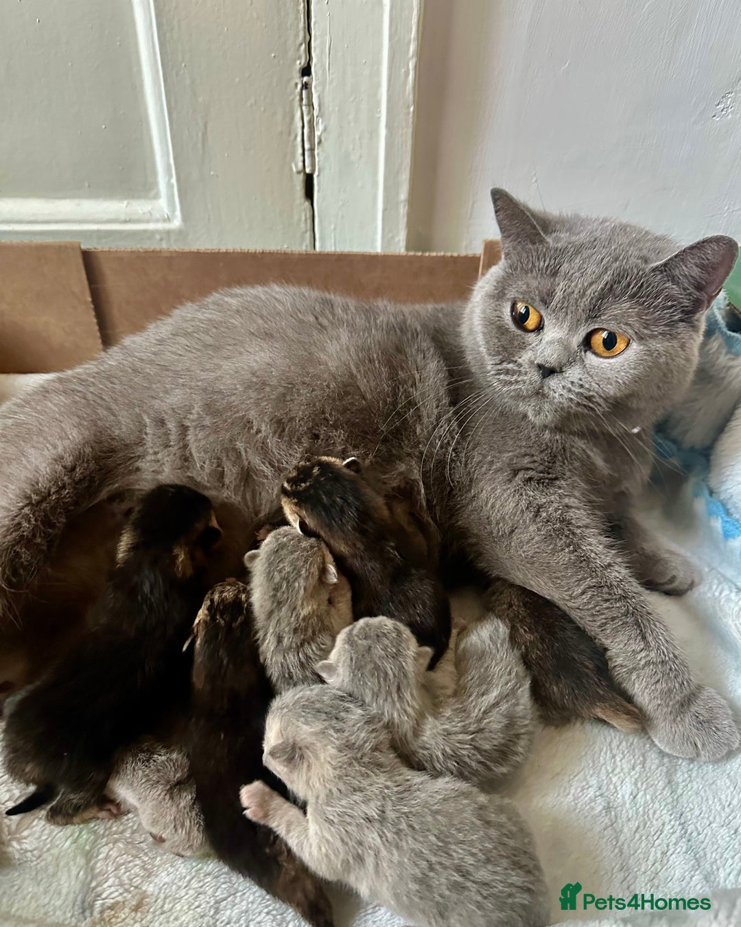 British Shorthair cats for sale: TICA Chunky Golden/Blue Golden BritishSH kittens  - Image 24