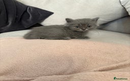 British Shorthair cats for sale: Beautiful Blue British longhair Kitten  - Image 3