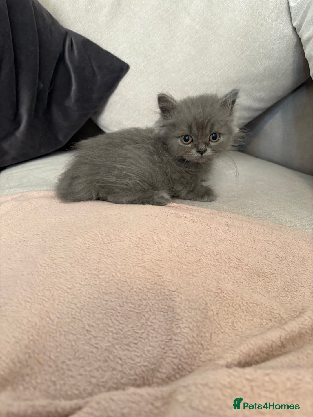British Shorthair cats for sale: Beautiful Blue British longhair Kitten  - Image 3